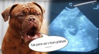 Bordeauxsk� Dogy s PP �t��ata Dogue de Bordeaux