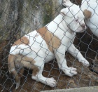 Americk� buldok super �����tka!