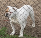 Americk� buldok super �����tka!