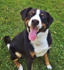 Appenzellsk� sala�nick� pes - v�born� hl�da�!