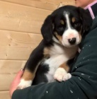 Entlebu�sk� sala�nick� pes