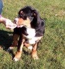 Velk� �v�carsk� sala�nick� pes