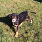 Velk� �v�carsk� sala�nick� pes