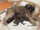�t��ata Briard