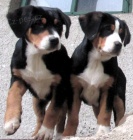 Velk� �v�carsk� sala�nick� pes s PP