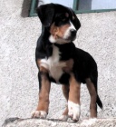 Velk� �v�carsk� sala�nick� pes s PP