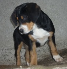 Velk� �v�carsk� sala�nick� pes s PP