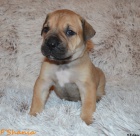 Boerboel �t��ata s PP