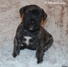 Boerboel �t��ata s PP