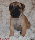 Boerboel �t��ata s PP