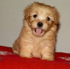 Havansk� ps�k - �t���tka