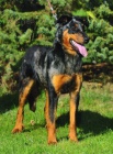 Beauceron - Rezervace �t���tek s PP