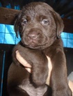 Labradorsk� retriever s PP