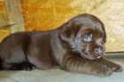 Labradorsk� retriever s PP