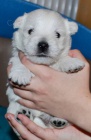 West highland white terrier (west�k)- �t��ata s PP