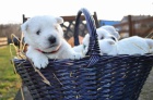 West highland white terrier (west�k)- �t��ata s PP