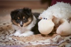 Sheltie s PP