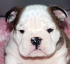 Anglick� buldok, English Bulldog, buldog s PP