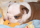 Anglick� buldok, English Bulldog, buldog s PP