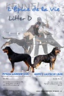 Beauceron - �t���tka �ern� s p�len�m & harlek�n