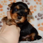 Jork��rsk� terrier-odb�r za��tkem ledna-Praha