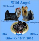 Jork��rsk� terrier-odb�r za��tkem ledna-Praha