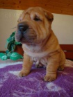 �arpej, Shar-pei