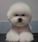 Bi�onek - Bichon fris�