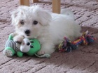 Coton de Tulear bez PP po p�edc�ch s PP