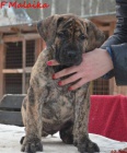 Boerboel �t�n� s PP