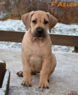 Boerboel �t�n� s PP