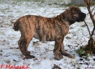 Boerboel �t�n� s PP