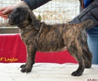 Boerboel �t�n� s PP