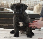 Boerboel �t�n� s PP