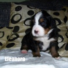 Bernsk� sala�nick� pes s PP