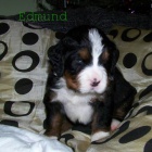 Bernsk� sala�nick� pes s PP