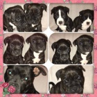 Staford��rsk� bullterier s PP