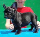 	 Franc�zsky buldo�ek �te�at�