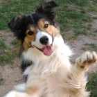 Pes border kolie ke kryt�