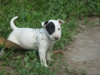 Prod�m Mini bull teri�r �tenata
