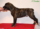 Boerboel �t�n� s PP