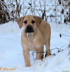 Boerboel �t�n� s PP
