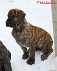 Boerboel �t�n� s PP