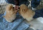 Pomeranian �t��ata na prodej
