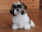 Shih-tzu, �i-tzu pejsek s PP