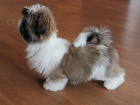 Shih-tzu, �i-tzu pejsek s PP