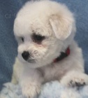 Bi�onek - Bichon fris�