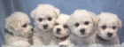 Bi�onek - Bichon fris�
