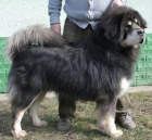 Tibetsk� doga - �t���tka