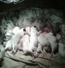 �t��ata anglick�ho setra s PP